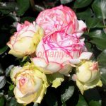 Бидермайер (Biedermeier)