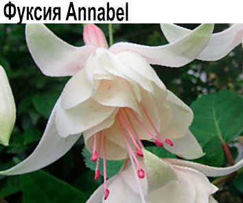 Фуксия Annabel куст