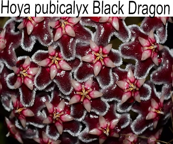 Хойя Pubicalyx Black Dragon