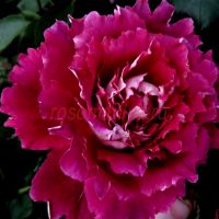 Фрилли Кникерс (Frilly Knickers)