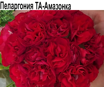 Пеларгония розебудная ТА-Амазонка