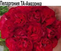 ТА-Амазонка