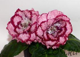 ЕН-Роза Эдема (сел.Е.Николаева) Новинка 2024!