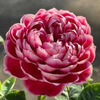 Мэри Роз (Marie Rose)