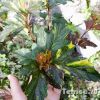 Пузыреплодник Salamandra