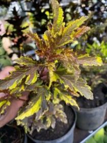 Пузыреплодник Mozaika