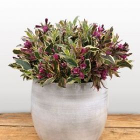 Вейгела All Summer Monet