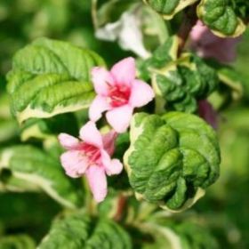 Вейгела Caricatura