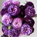 Ринальдо (Rinaldo)