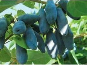 Жимолость Уссульга