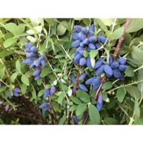 Жимолость Югана