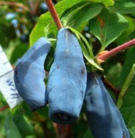 Жимолость Мамонтенок