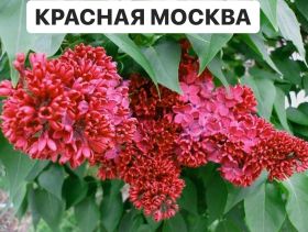 Сирень Красная Москва