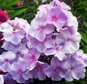 Флокс метельчатый Росинка