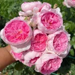 Мон Кё (Mon Coeur)