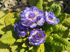 BLUE RIPPLES