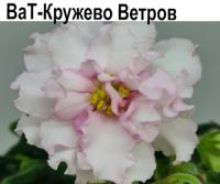ВаТ-Кружево Ветров