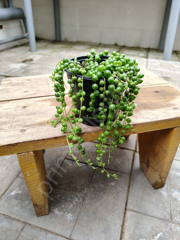 Крестовник роули