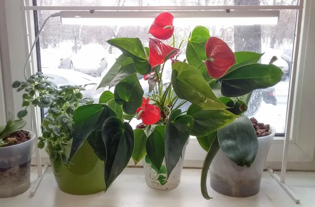 Подставка под фитолампу