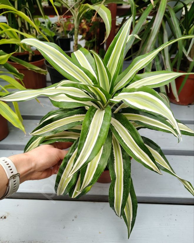 Драцена Фрагранс Малайка