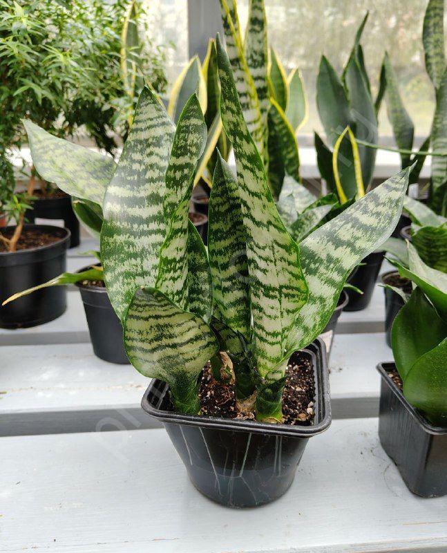 Сансевиерия Зейланика (ZEYLANICA)