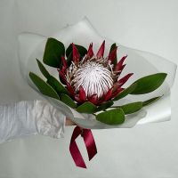 Экзотика: королевская протея