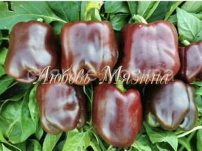 Перец сладкий Куб шоколадный, 8 шт (Мязина)