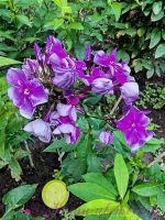 Флокс 'Вечерний Донецк' /  Phlox 'Vechernij Doneck'