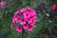 Флокс 'Лесная малина' / Phlox 'Lesnaja malina'