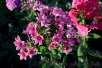 Флокс 'Москва Златоглавая' / Phlox 'Moskva Zlatoglavaya'