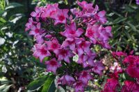 Флокс 'Москва Златоглавая' / Phlox 'Moskva Zlatoglavaya'