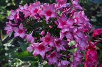 Флокс 'Москва Златоглавая' / Phlox 'Moskva Zlatoglavaya'