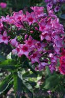 Флокс 'Москва Златоглавая' / Phlox 'Moskva Zlatoglavaya'