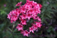 Флокс 'Москва Златоглавая' / Phlox 'Moskva Zlatoglavaya'