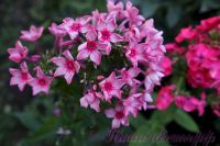 Флокс 'Москва Златоглавая' / Phlox 'Moskva Zlatoglavaya'