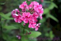 Флокс 'Принцесса Цирка' / Phlox 'Princessa Cirka'