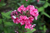 Флокс 'Принцесса Цирка' / Phlox 'Princessa Cirka'