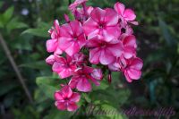 Флокс 'Принцесса Цирка' / Phlox 'Princessa Cirka'