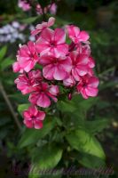 Флокс 'Принцесса Цирка' / Phlox 'Princessa Cirka'