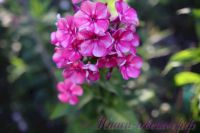 Флокс 'Принцесса Цирка' / Phlox 'Princessa Cirka'