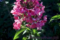 Флокс 'Принцесса Цирка' / Phlox 'Princessa Cirka'