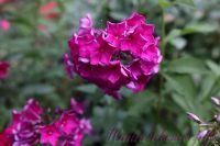 Флокс 'Султан' / Phlox 'Sultan'