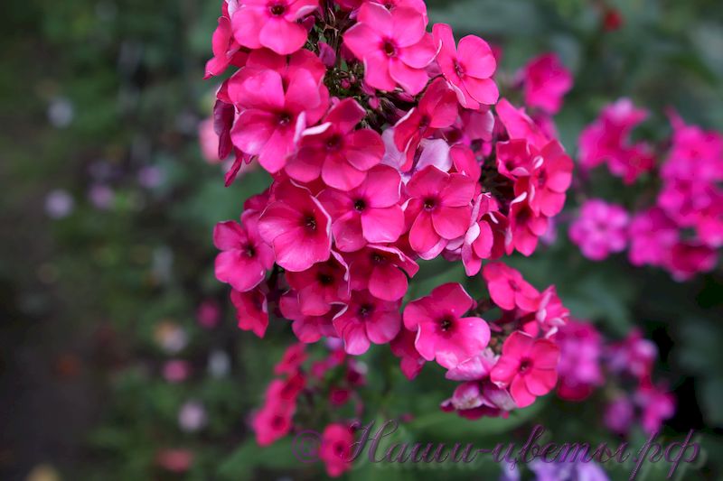 Флокс 'Таганка' / Phlox ' Taganka'