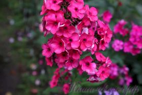 Флокс 'Таганка' / Phlox ' Taganka'