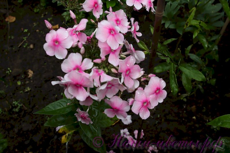 Флокс 'Феникс' / Phlox 'Fenix'