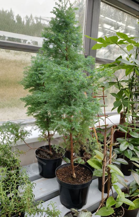 Кипарисовик горохоплодный (Комнатный)