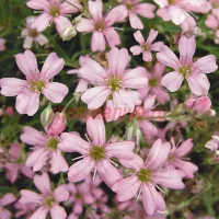 Гипсофила тихоокеанская розовая