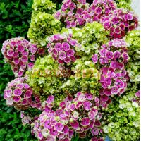 Флокс Orchid Mixed (Метельчатый)