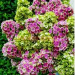 Флокс Orchid Mixed (Метельчатый)