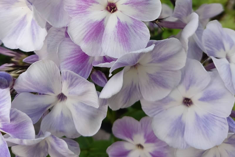 Флокс 'Дежавю'  / Phlox 'Dezhavyu'